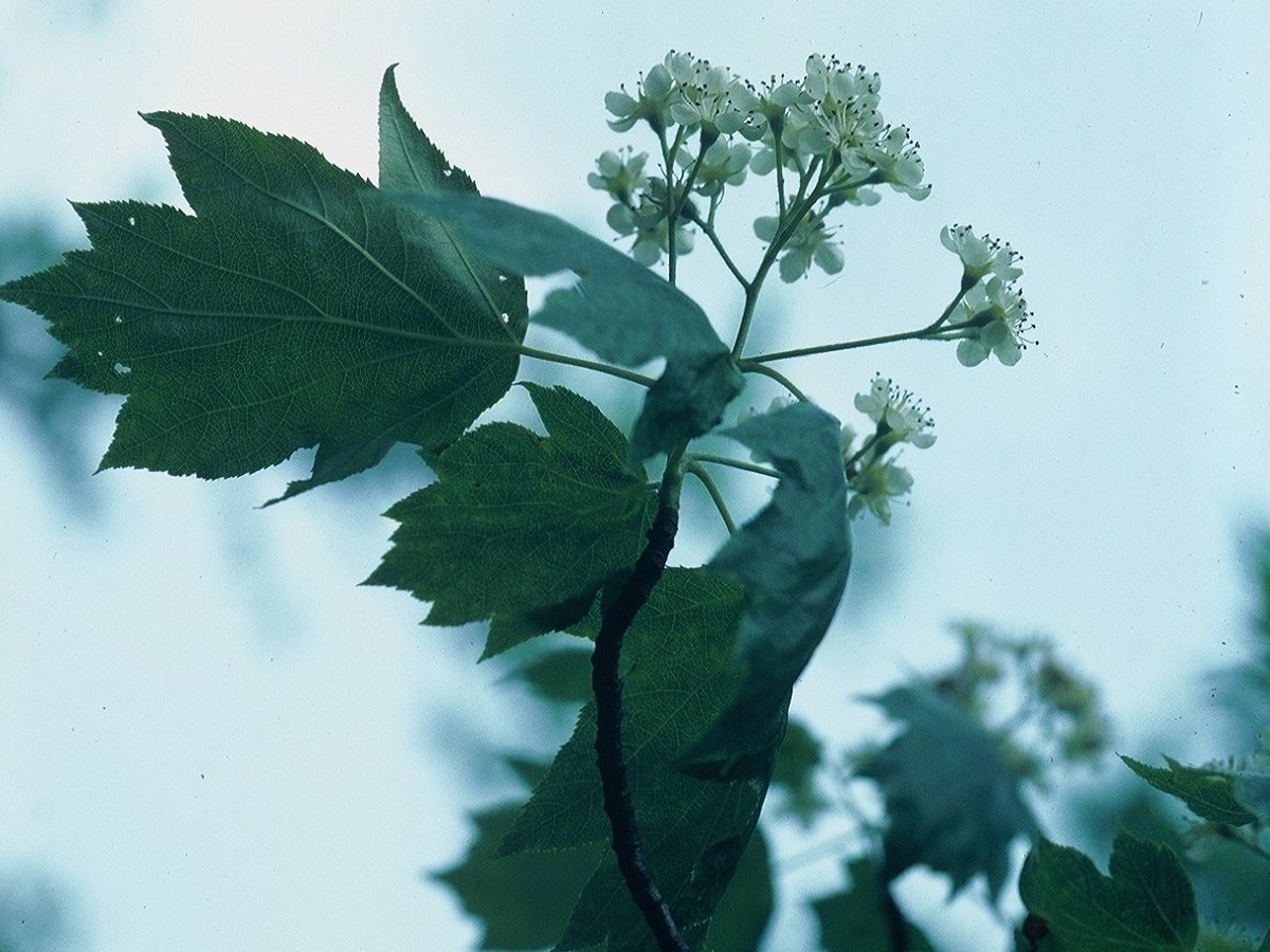 Sorbus torminalis (Rosaceae)
